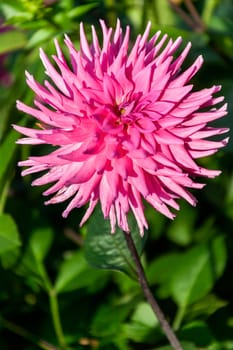 Dahlia 'Parkland Rave' a pink flower summer flower tuber plant, stock photo image