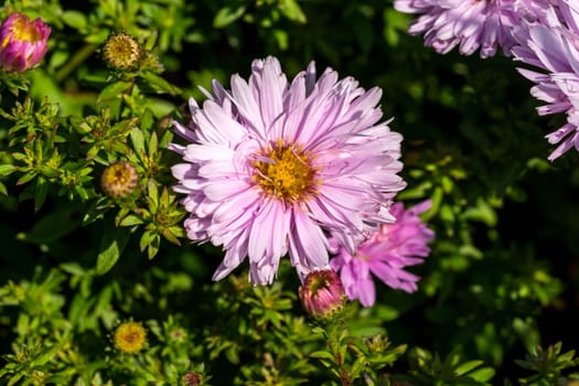 Aster Autumn Jewels 'Rose Quartz' a pink herbaceous perennial summer autumn flower plant commonly known as Michaelmas daisy, stock photo image