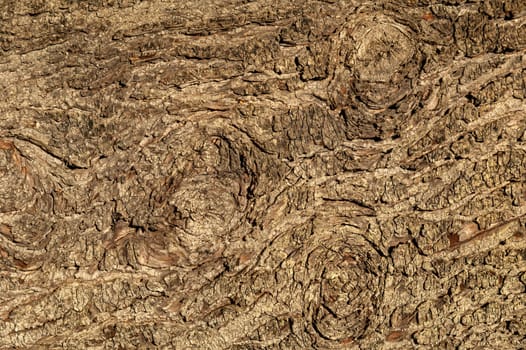 Tsuga Heterophylla brown tree bark macro close up texture background commonly known as   Western Hemlock, stock photo image