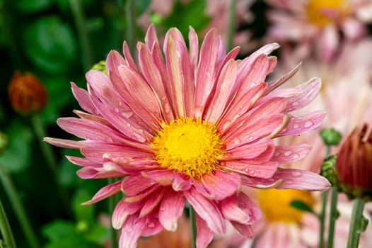 Chrysanthemum 'Columbine' a pink summer autumn flower plant commonly known as mums or chrysanths, stock photo image