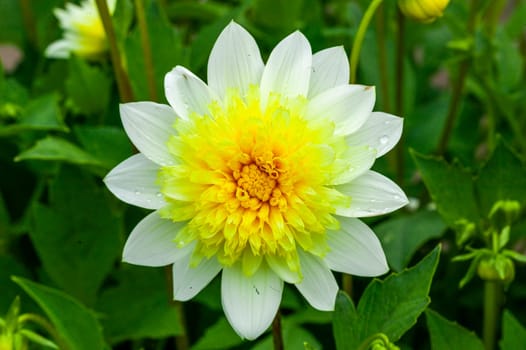 Dahlia 'Freya's Paso Doble' a yellow summer autumn double flower tuber plant, stock photo image