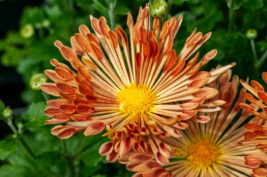 Chrysanthemum 'Louise' a pink orange summer autumn flower plant commonly known as mums or chrysanths, stock photo image