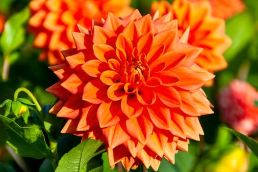 Dahlia 'Bicentenary' an orange summer autumn semi cactus  flower tuber plant, stock photo image