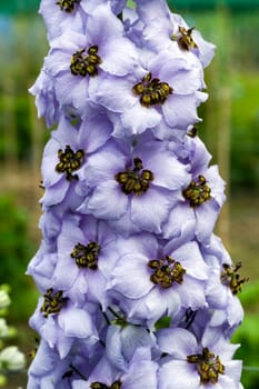 Delphinium elatum 'Tiger Eye' a purple blue herbaceous spring summer flower plant commonly known as larkspur, stock photo image