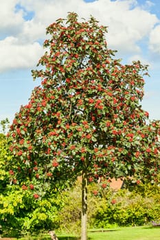 Sorbus hybrida 'Gibbsii' a mountain ash rowan tree with red colour berries in the autumn fall, stock photo image