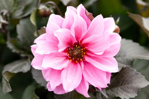Dahlia 'Fascination' a pink purple summer autumn double flower tuber plant, stock photo image