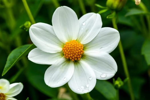 Dahlia 'Omo' a white summer autumn flower tuber plant, stock photo image