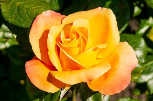 Rose 'Fulton Mackay' (rosa) a yellow orange perennial spring summer autumn flower hybrid tea plant, stock photo image