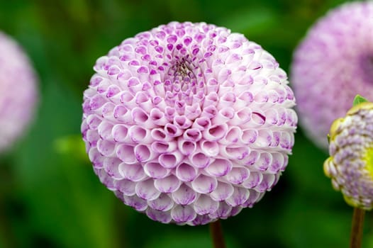 Dahlia 'Rhonda Suzanne' a purple summer autumn pompom flower tuber plant, stock photo image