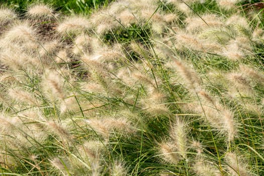 Pennisetum villosum 'Cream Falls' plant commonly known as feathertop grass