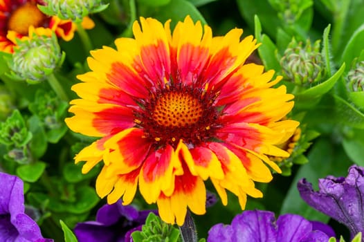 Gaillardia 'Arizona Sun' a spring summer flower plant commonly known as blanket flower, stock photo image
