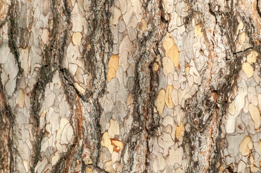 Pinus nigra subsp 'Laricio'  brown tree bark macro close up texture background commonly known as Corsican pine or Pinus corsicana, stock photo image