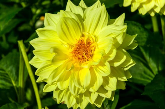 Dahlia 'Ryecroft Magnum' a yellow summer autumn semi cactus  flower tuber plant, stock photo image