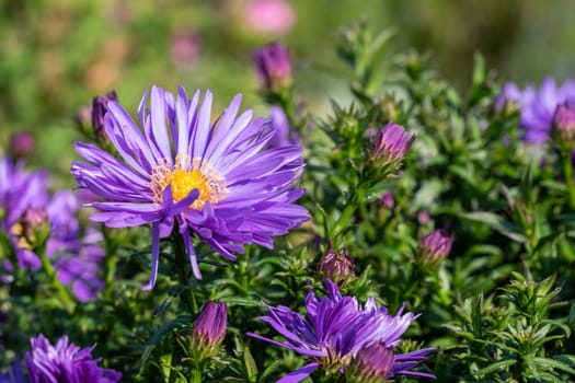 Aster 'Herfstweelde' (Autumn Wealth) a lavender blue herbaceous perennial summer autumn flower plant commonly known as Michaelmas daisy, stock photo image