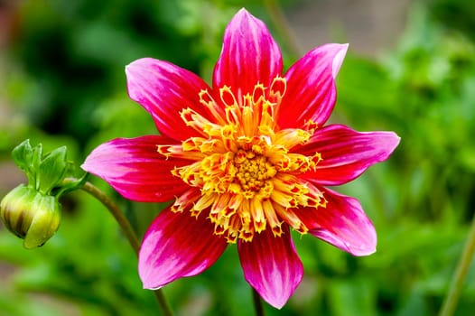 Dahlia 'Ryecroft Jim' a pink yellow summer autumn double flower tuber plant, stock photo image