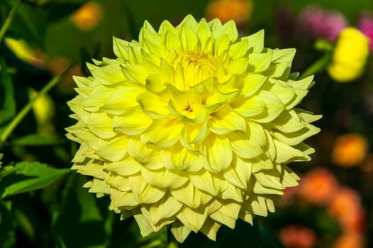 Dahlia 'Ryecroft Magnum' a yellow summer autumn semi cactus  flower tuber plant, stock photo image