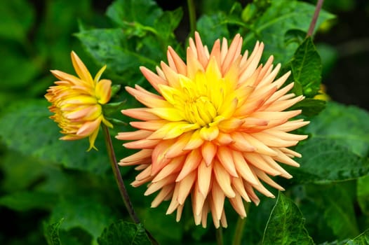 Dahlia 'Ruskin Myra' an orange yellow summer autumn semi cactus flower tuber plant, stock photo image