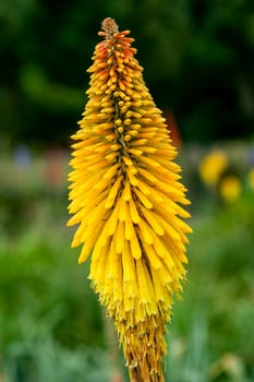 Kniphofia 'Star Of Baden Baden' a yellow semi evergreen perennial summer autumn flower plant commonly known as red hot poker or torch lily, stock photo image