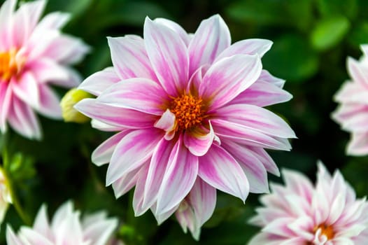 Dahlia 'Pink Stargazer' a pink yellow summer autumn double flower tuber plant, stock photo image
