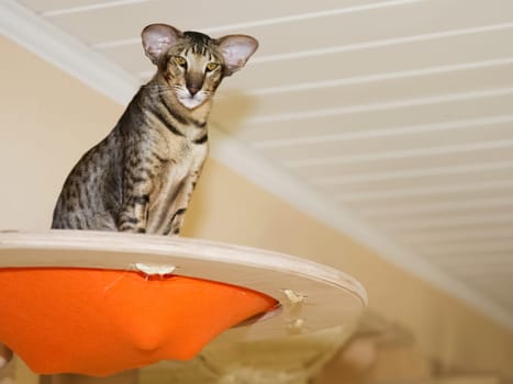A cat with big ears sits on a shelf. A big-heath cat.