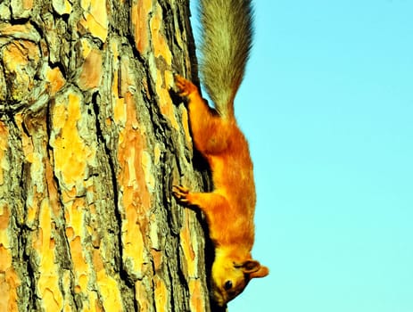 Squirrel crawls to the bottom of the tree. A forest rodent.