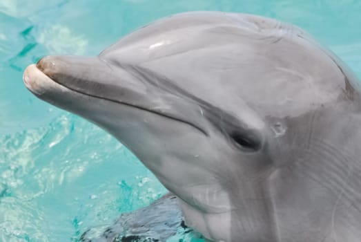 Dolphin in the pool. The head and the face of a dolphin.