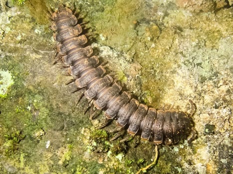 crawls on the moss centipede. centipede is a predatory insect.