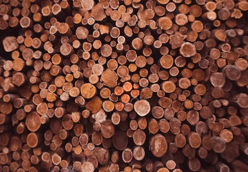 warehouse of firewood, a lot of wood-burning saws outwards.
