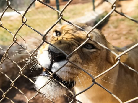 The lioness behind the net is a slave. The lion behind the fence.