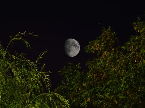 The moon is in the sky, the view between the crowns of the trees.