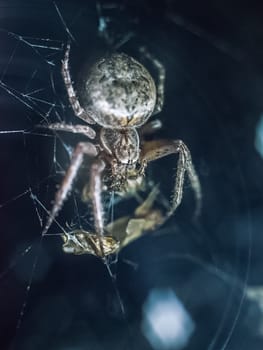 Spider crossman in a catching net sits with prey.
