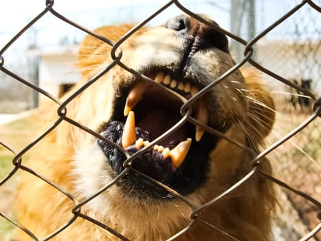 The lioness behind the net is a slave. The lion behind the fence.