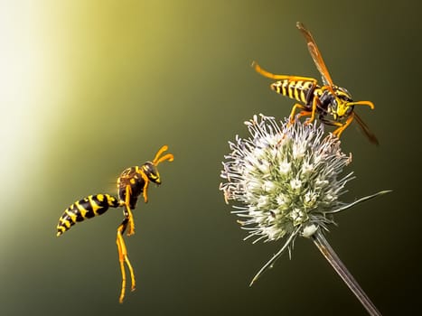 Wasps fly around the flower. Predatory wasps.
