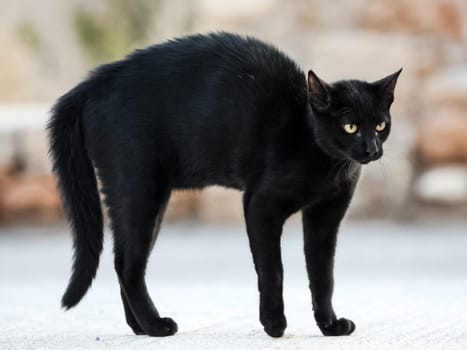 The black cat was frightened and stooped. Black cat in fear and aggression.