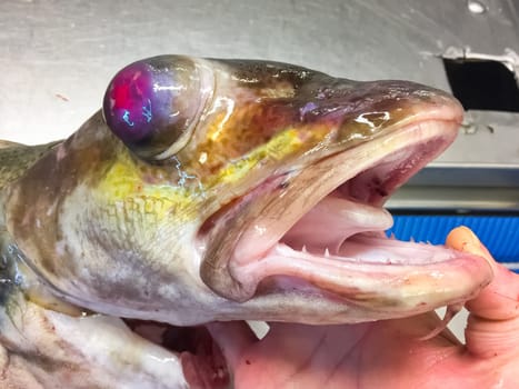 Deep-sea fish in the fisherman's hand. A deep-sea animal.
