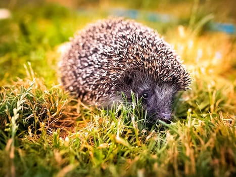 Hedgehog in the grass on the lawn. A prickly hedgehog.
