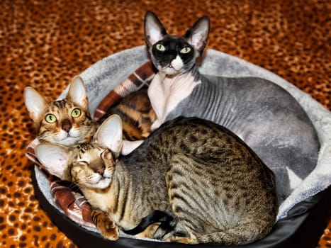 Cats with big ears sleep together in a cat bed.