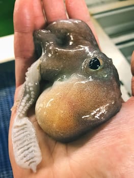 Deep-sea octopus in hand. Deep-sea fish in the fisherman's hand. A deep-sea animal.