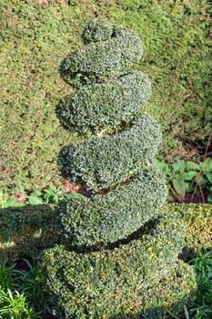 Topiary boxwood privet shrub pruned into a spiral shape tree which is an evergreen bush used in a formal ornamental garden or public park stock photo image