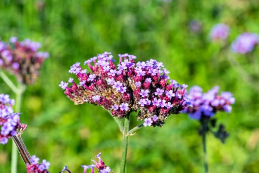 Verbena bonariensis a purple herbaceous perennial summer autumn flower plant commonly known as purple top or Argentinian vervain