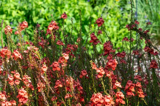 Diascia personata a summer autumn herbaceous pink perennial flower plant commonly known as twinspur stock photo image