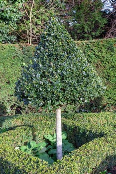 Topiary boxwood privet shrub pruned into a cone shape tree which is an evergreen bush used in a formal ornamental garden or public park stock photo image