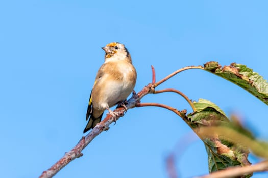 Goldfinch (Carduelis carduelis) bird perched on a shrub branch which is a common garden songbird bird found in the UK and Europe, portrait stock image photo