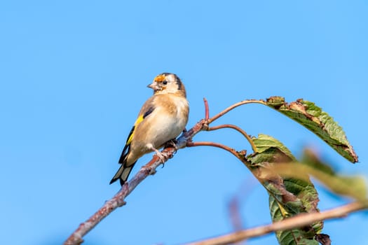 Goldfinch (Carduelis carduelis) bird perched on a shrub branch which is a common garden songbird bird found in the UK and Europe, portrait stock image photo