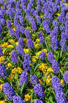 Blue hyacinth bulbous springtime flower with yellow primrose which are are a spring herbaceous perennial plant stock photo image