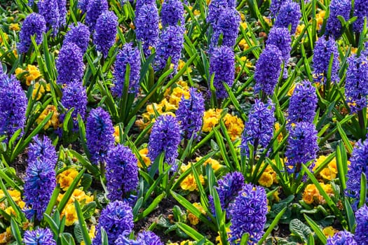 Blue hyacinth bulbous springtime flower with yellow primrose which are are a spring herbaceous perennial plant stock photo image