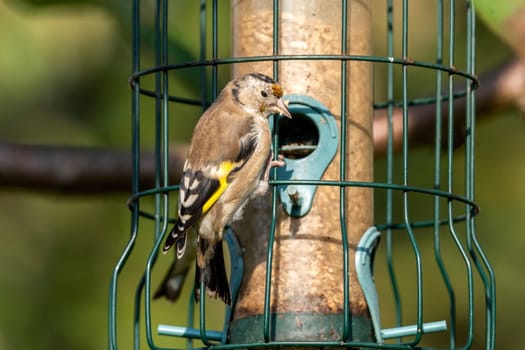 Goldfinch (Carduelis carduelis) perched feeding on a bird feeder which is a common garden songbird bird found in the UK and Europe, portrait stock image photo