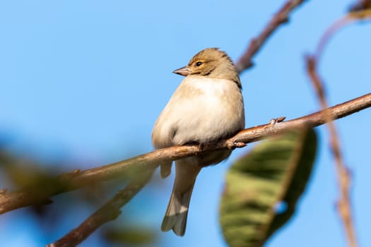 Hedge sparrow or Dunnock, (Prunella modularis) bird perched on a shrub branch which is a common garden songbird bird found in the UK and Europe stock photo image