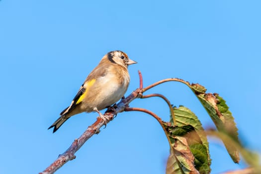 Goldfinch (Carduelis carduelis) bird perched on a shrub branch which is a common garden songbird bird found in the UK and Europe, portrait, stock image photo