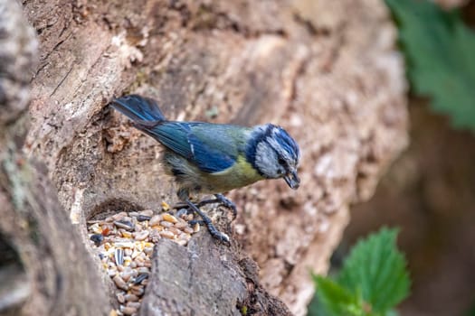 Blue tit (Cyanistes caeruleus) portrait image of an Eurasian bird perched on a tree branch which is a common small garden songbird found in the UK and Europe stock photo